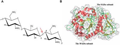 Heparanase in cancer progression: Structure, substrate recognition and therapeutic potential